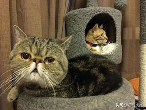 注意事項(xiàng),去機(jī)場(chǎng),寵物