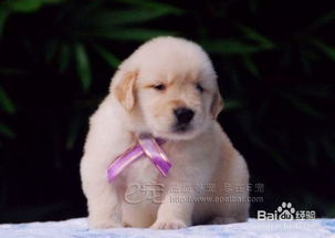 狗狗,注意事項(xiàng),購買