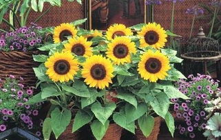 向日葵發(fā)芽之后需要注意事項