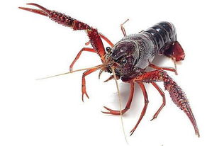 養(yǎng)殖,注意事項(xiàng),小龍蝦