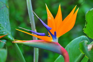 養(yǎng)鶴望蘭注意事項