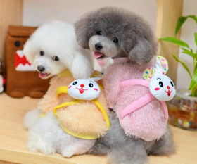 安葬,注意事項(xiàng),寵物