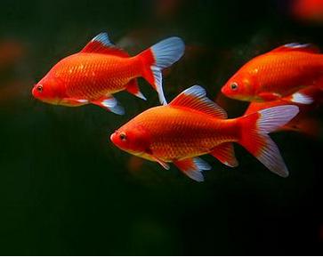 紅鯽魚的養(yǎng)殖方法和注意事項(xiàng),魚缸養(yǎng)紅鯽魚注意事項(xiàng),鯽魚的養(yǎng)殖方法和注意事項(xiàng)