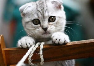 折耳貓飲食注意事項