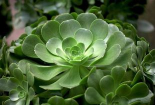 觀音,玉龍,養(yǎng)殖,注意事項(xiàng)