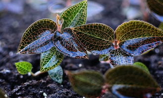 金線蓮的管理技術(shù),金線蓮種植注意事項,金線蓮養(yǎng)殖方法和注意事項