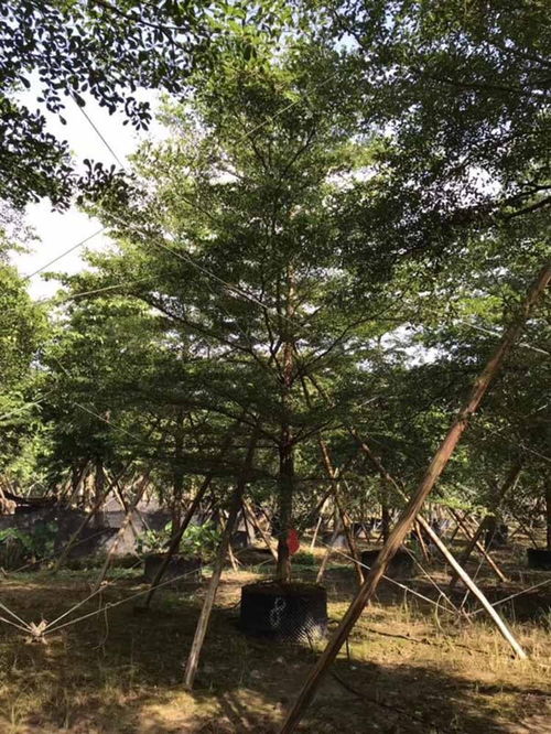 農(nóng)村租地注意事項,租地需要注意事項,草莓苗種植注意事項