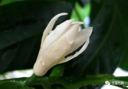 白蘭花怎么養(yǎng)白蘭花的養(yǎng)殖方法和注意事項