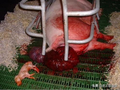 懷孕母豬運輸注意事項,懷孕母豬免疫注意事項,母豬產(chǎn)后用藥注意事項