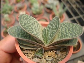 子寶的養(yǎng)殖方法和注意事項(xiàng)