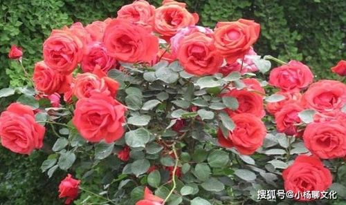 移栽,月季,注意事項