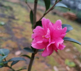 紅掌家庭養(yǎng)殖方法及注意事項(xiàng),茶梅的養(yǎng)殖方法和注意事項(xiàng),家庭金桔樹(shù)的養(yǎng)殖方法和注意事項(xiàng)