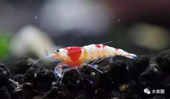 脫殼,要注意,事項(xiàng)