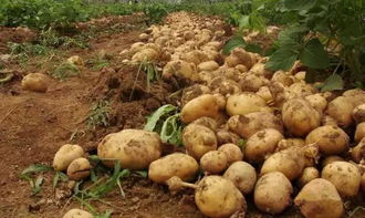 種植,陽臺,土豆,注意事項