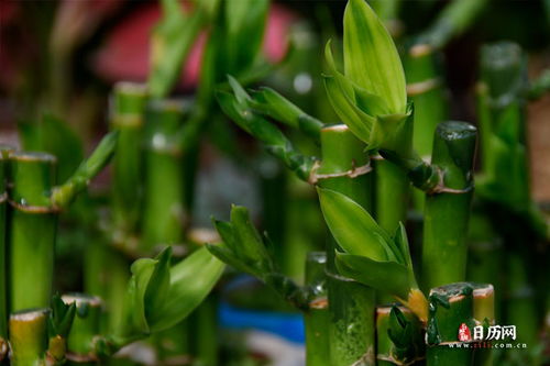 2021年立春注意事項(xiàng),2022年立春注意事項(xiàng),立春交運(yùn)注意事項(xiàng)