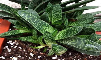 子寶的養(yǎng)殖方法和注意事項(xiàng),多肉子寶的養(yǎng)殖方法和注意事項(xiàng),子寶花的養(yǎng)殖方法和注意事項(xiàng)