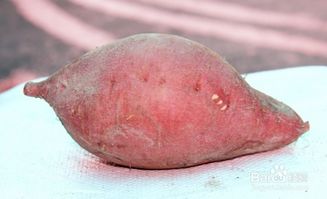 婆婆,食用,注意事項(xiàng)