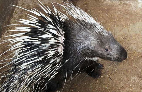 熱帶魚產(chǎn)子注意事項,狗產(chǎn)子注意事項,鳳尾魚產(chǎn)子注意事項