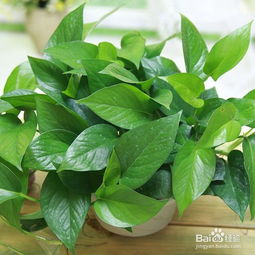 養(yǎng)殖,注意事項,方法,綠蘿