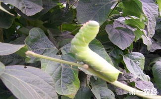 白蟲的養(yǎng)殖方法和注意事項(xiàng),豆青蟲養(yǎng)殖及供蟲苗地址,豆青蟲養(yǎng)殖騙局