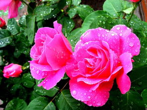 月季花,盆栽,注意事項(xiàng)