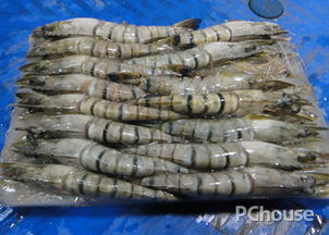 養(yǎng)殖,注意事項(xiàng)