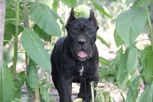 小卡斯羅飼養(yǎng)注意事項(xiàng)