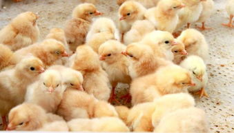 飼養(yǎng),注意事項,方法,麗紋攀晰