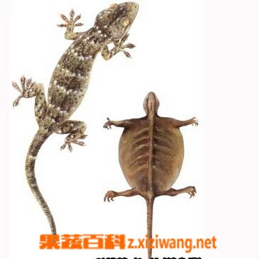 蛤蚧,食用,注意事項