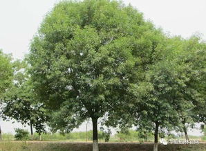 喬木種植注意事項(xiàng)