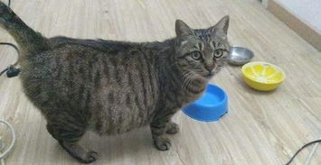 貓咪,注意事項(xiàng),產(chǎn)仔