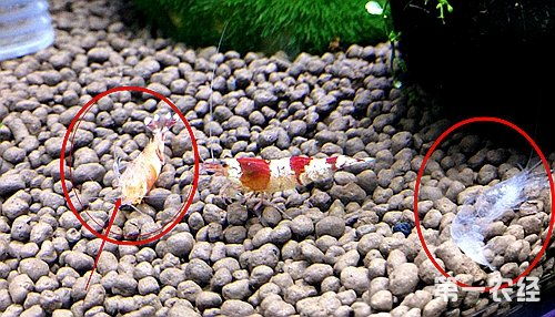 河蝦脫殼注意事項(xiàng),小龍蝦脫殼注意事項(xiàng),螃蟹脫殼注意事項(xiàng)