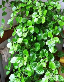 常春藤,養(yǎng)殖,注意事項(xiàng),方法