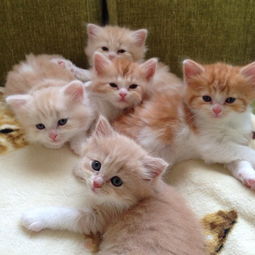 貓生完孩子注意事項