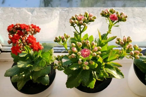 做標(biāo)花的注意事項