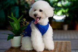 在寵物店洗澡狗狗把店主咬傷算誰的,寵物店狗狗洗澡價(jià)格表,寵物店給狗狗洗澡流程