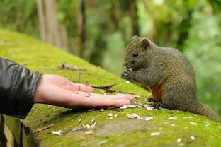 以保護野生動物為主題的活動,保護野生動物的活動設(shè)計方案,關(guān)于保護野生動物的活動主題