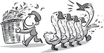 活拔鵝毛注意事項(xiàng)