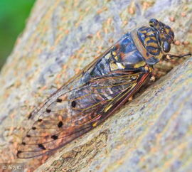 養(yǎng)殖,注意事項,金蟬