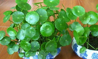 養(yǎng)銅錢草注意事項(xiàng)