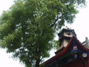 遂寧,故里,觀音,注意事項