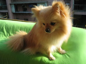 2個月博美注意事項(xiàng)