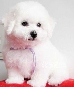 比熊3個月注意事項