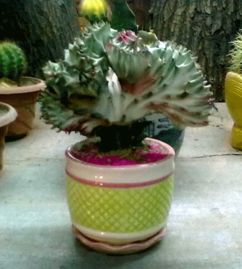 花麒麟怎么養(yǎng)殖方法和注意事項