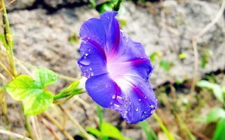 重瓣矮牽牛花的養(yǎng)殖方法和注意事項(xiàng),矮腳牽?；ǖ酿B(yǎng)殖方法和注意事項(xiàng),進(jìn)口矮牽?；ǖ酿B(yǎng)殖方法和注意事項(xiàng)