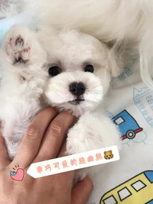 空運(yùn),注意事項(xiàng),買狗,網(wǎng)上