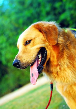 哮喘,注意事項(xiàng),金毛