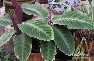 養(yǎng)殖,青蘋果,注意事項,方法