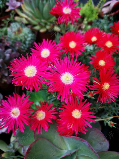 海棠,養(yǎng)殖,注意事項(xiàng),方法