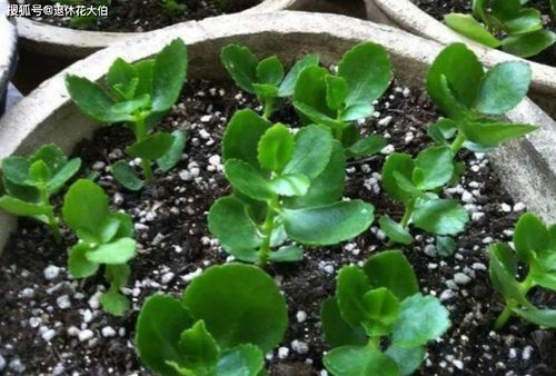 換完花土后注意事項(xiàng)